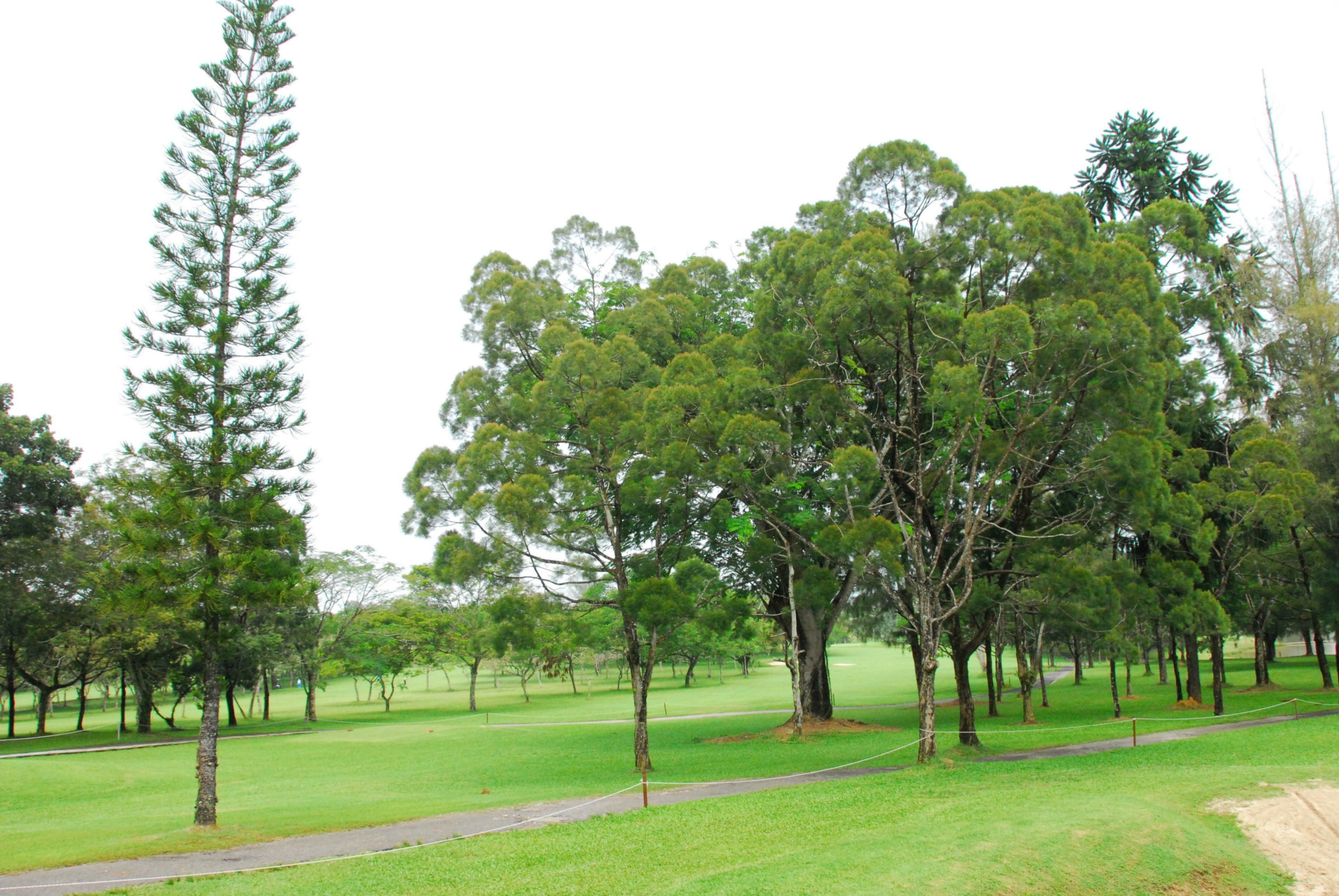 PRO15 157 GOLF  DSC 0505.JPG